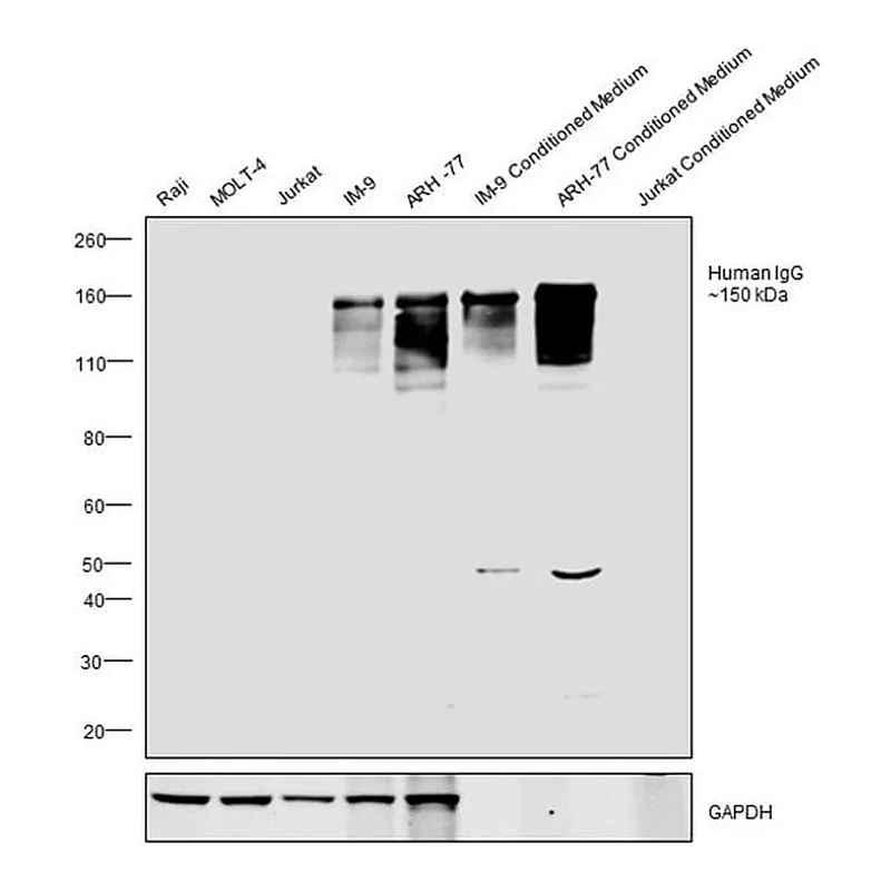 Thermo Fisher Scientific Goat anti-Human IgG (H+L) Cross-Adsorbed Secondary Antibody, HRP