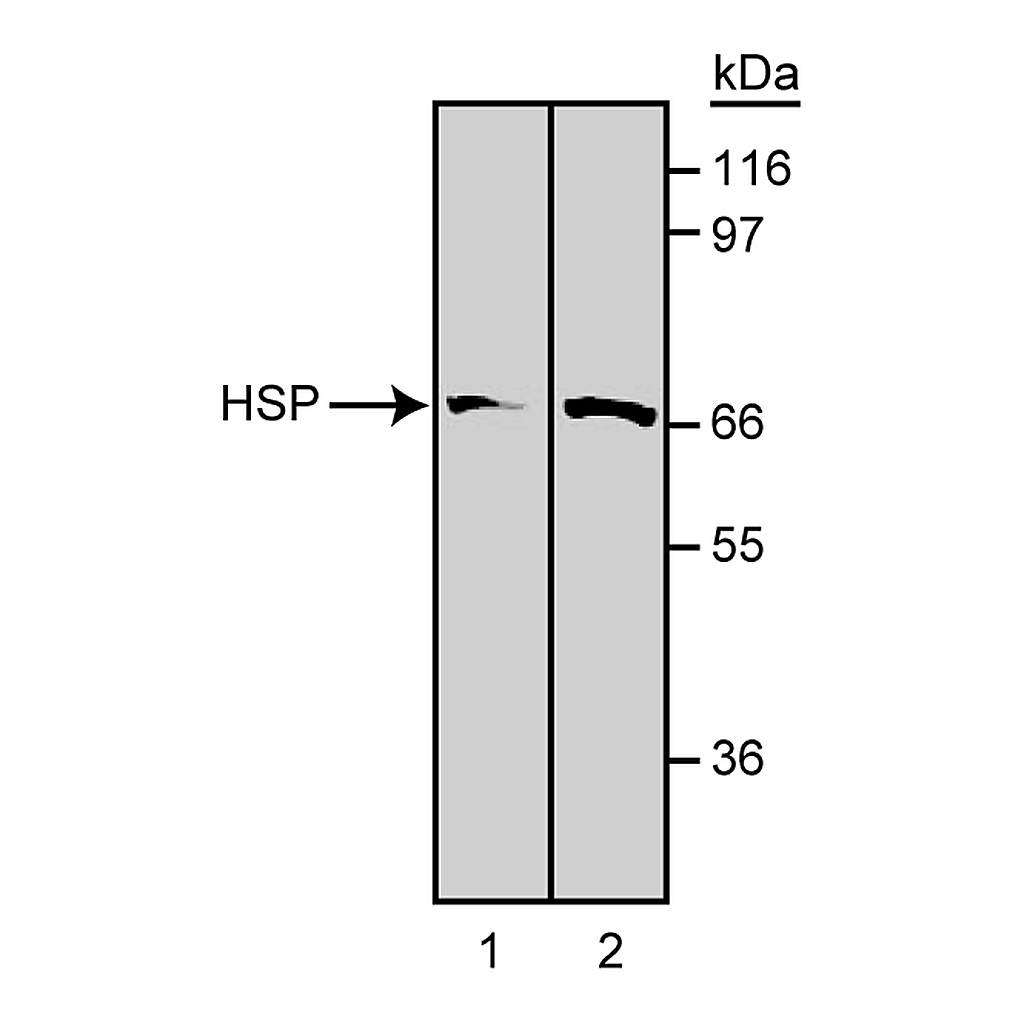 BD Purified Mouse Anti-Hsp70