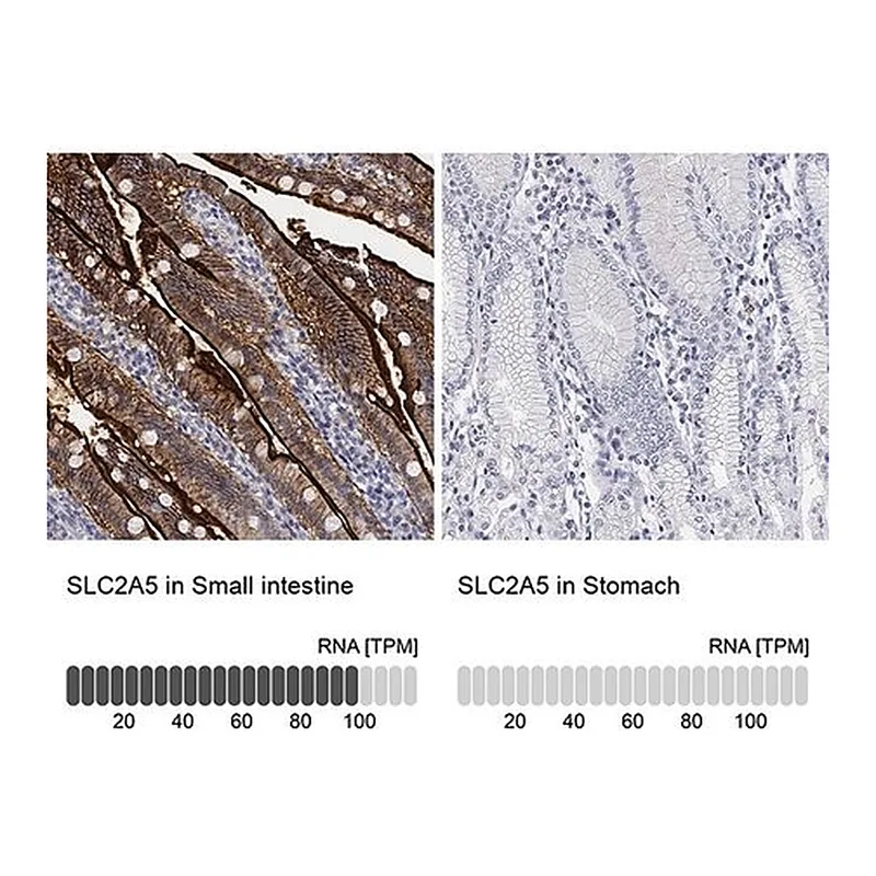 Merck Anti-SLC2A5 antibody produced in rabbit
