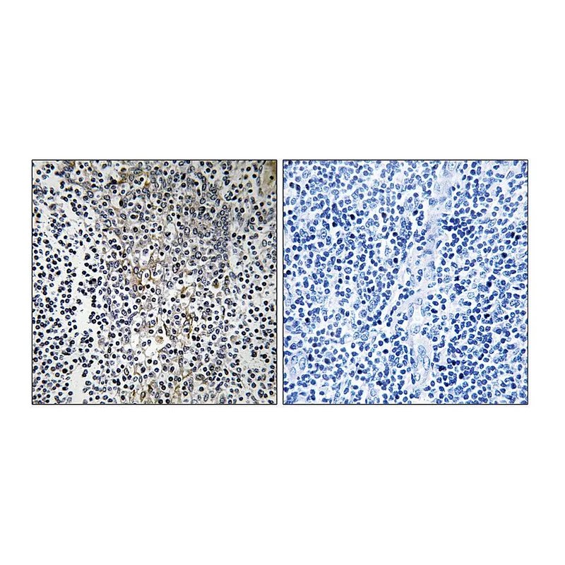 Merck Anti-RPL23 antibody produced in rabbit