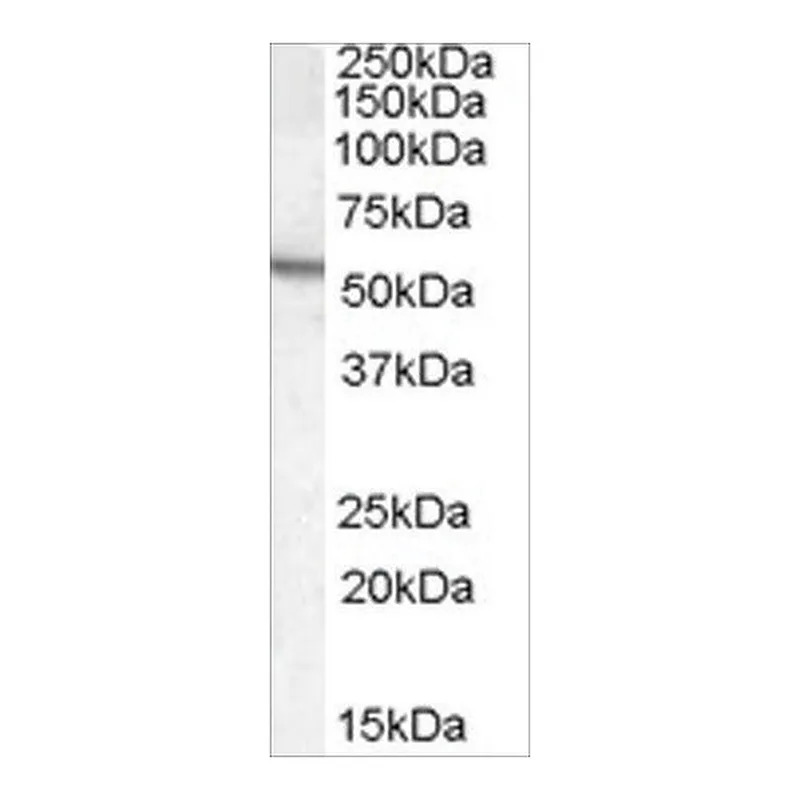 Merck Anti-Arylsulfatase A antibody produced in goat