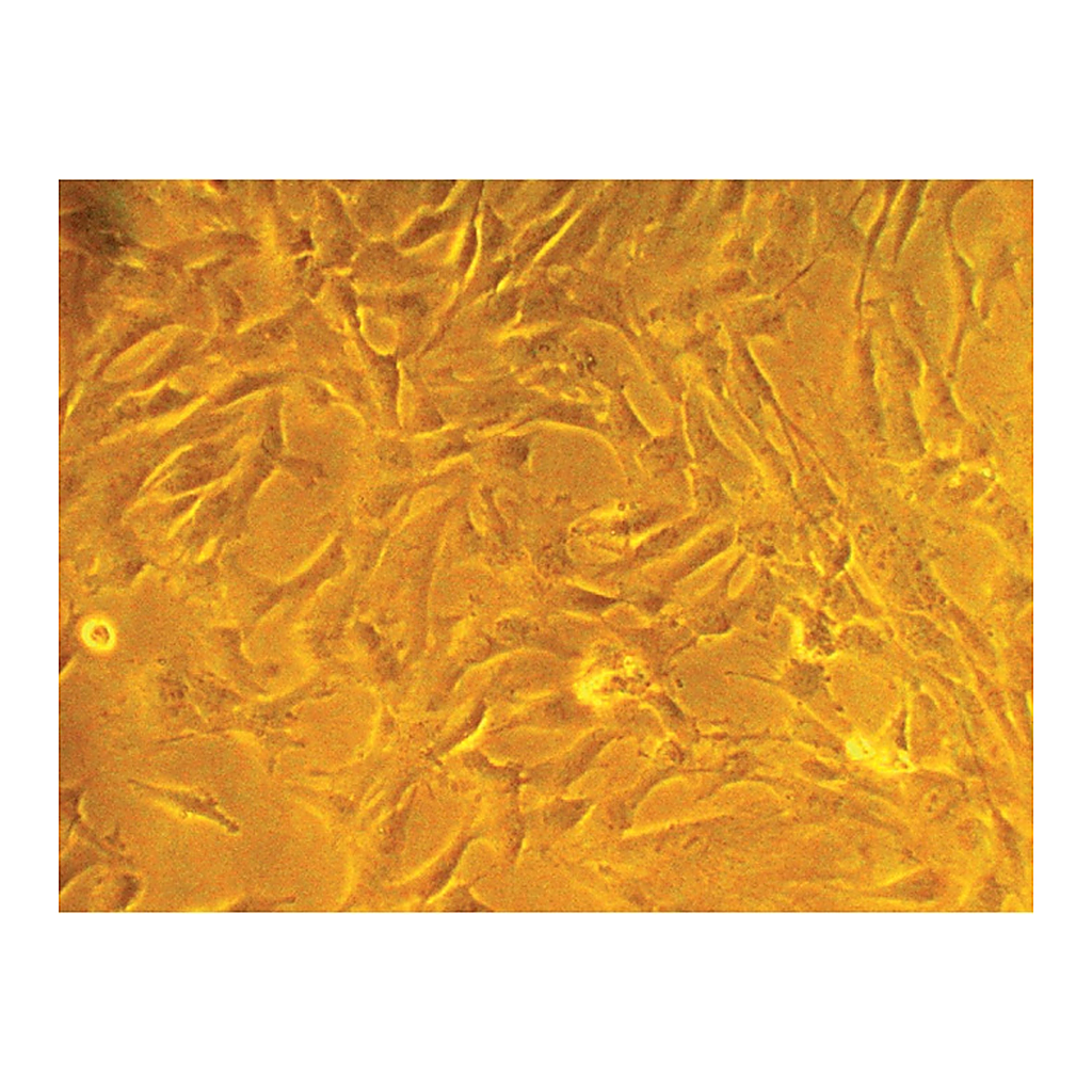 Himedia HiPer® Stem Cell ExpansionTeaching Kit