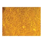 Himedia HiPer® Stem Cell ExpansionTeaching Kit