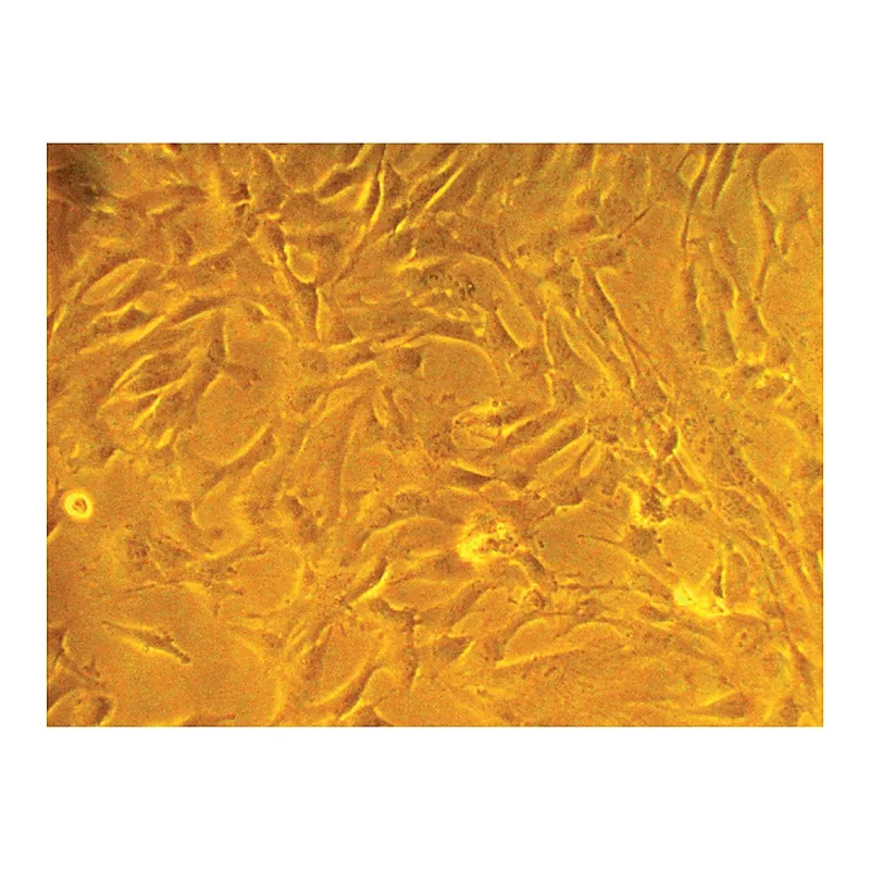 Himedia HiPer® Stem Cell ExpansionTeaching Kit