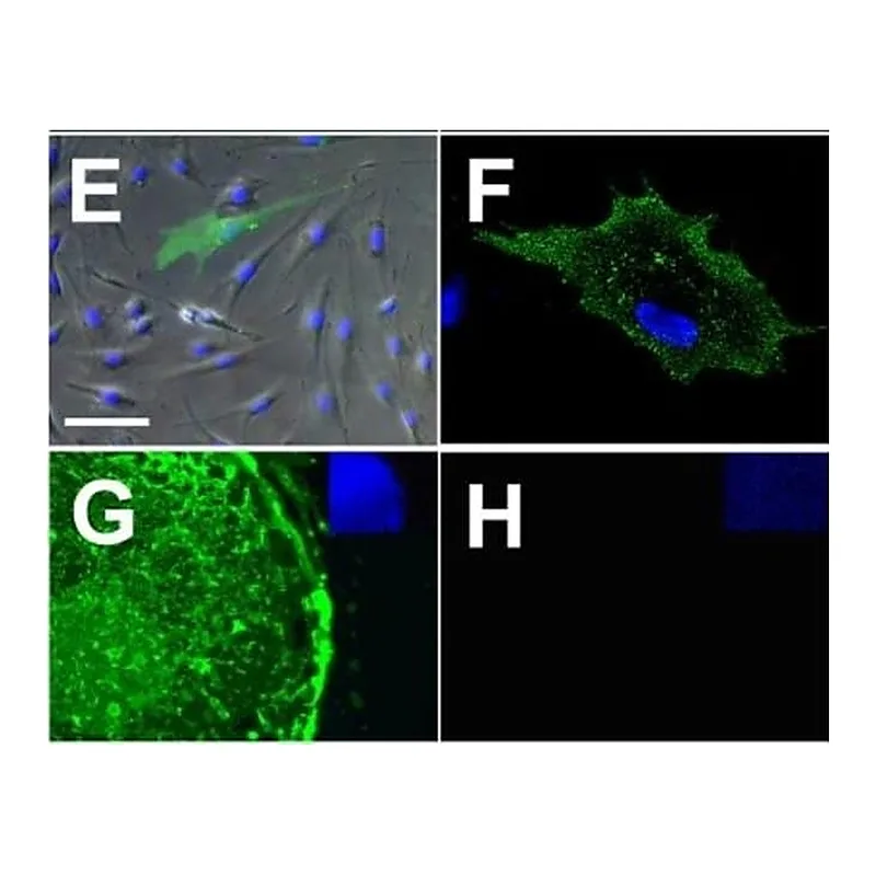 Thermo Fisher Scientific Goat anti-Rat IgM (Heavy chain) Cross-Adsorbed Secondary Antibody, Alexa Fluor 488