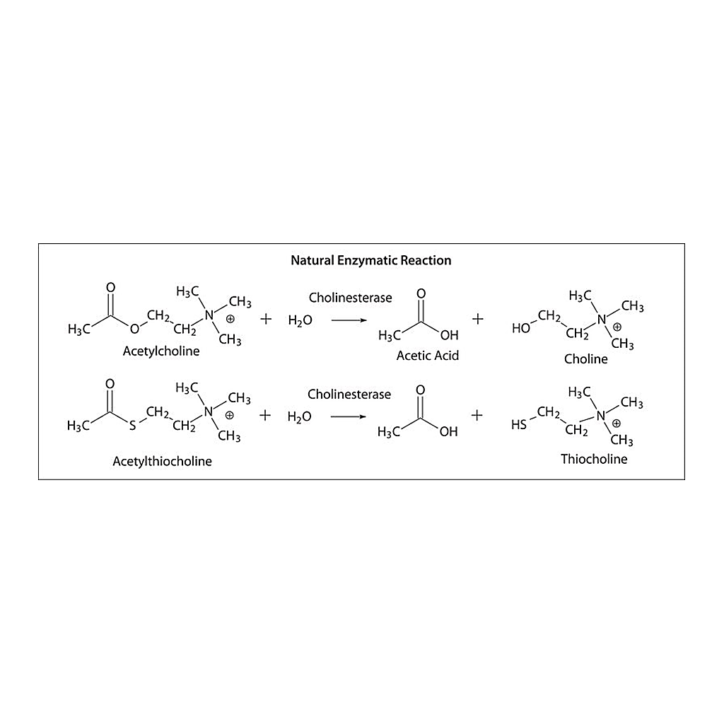 Merck Butyrylcholinesterase from equine serum