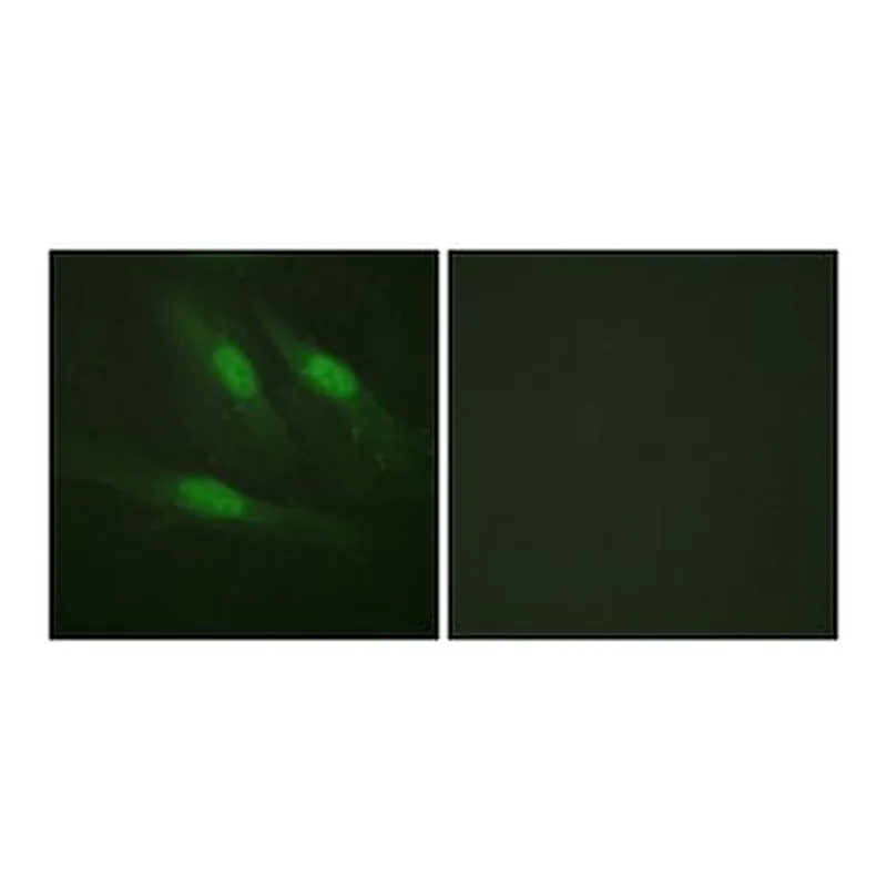 Merck ANTI-CATENIN-? ANTIBODY PRODUCED IN RABB