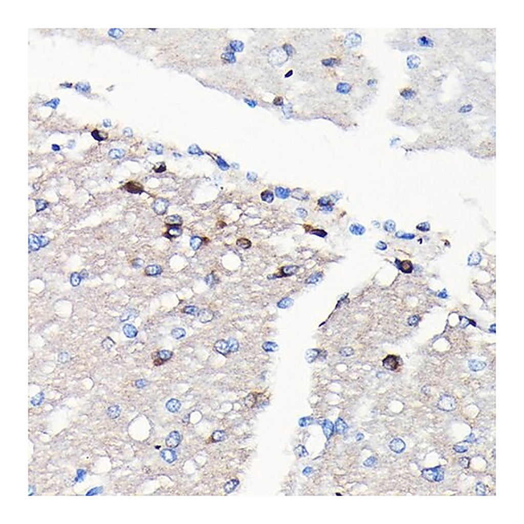 Merck Anti-NMDAR2A antibody produced in rabbit