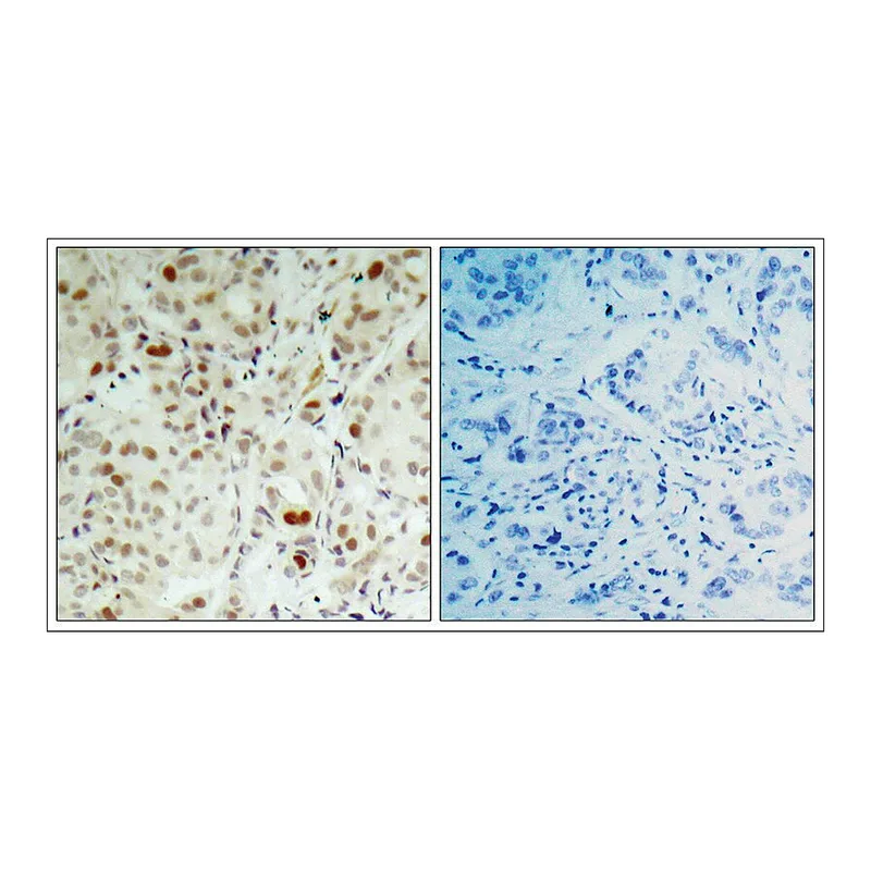 Merck Anti-phospho-RB1 (pSer807) antibody produced in rabbit