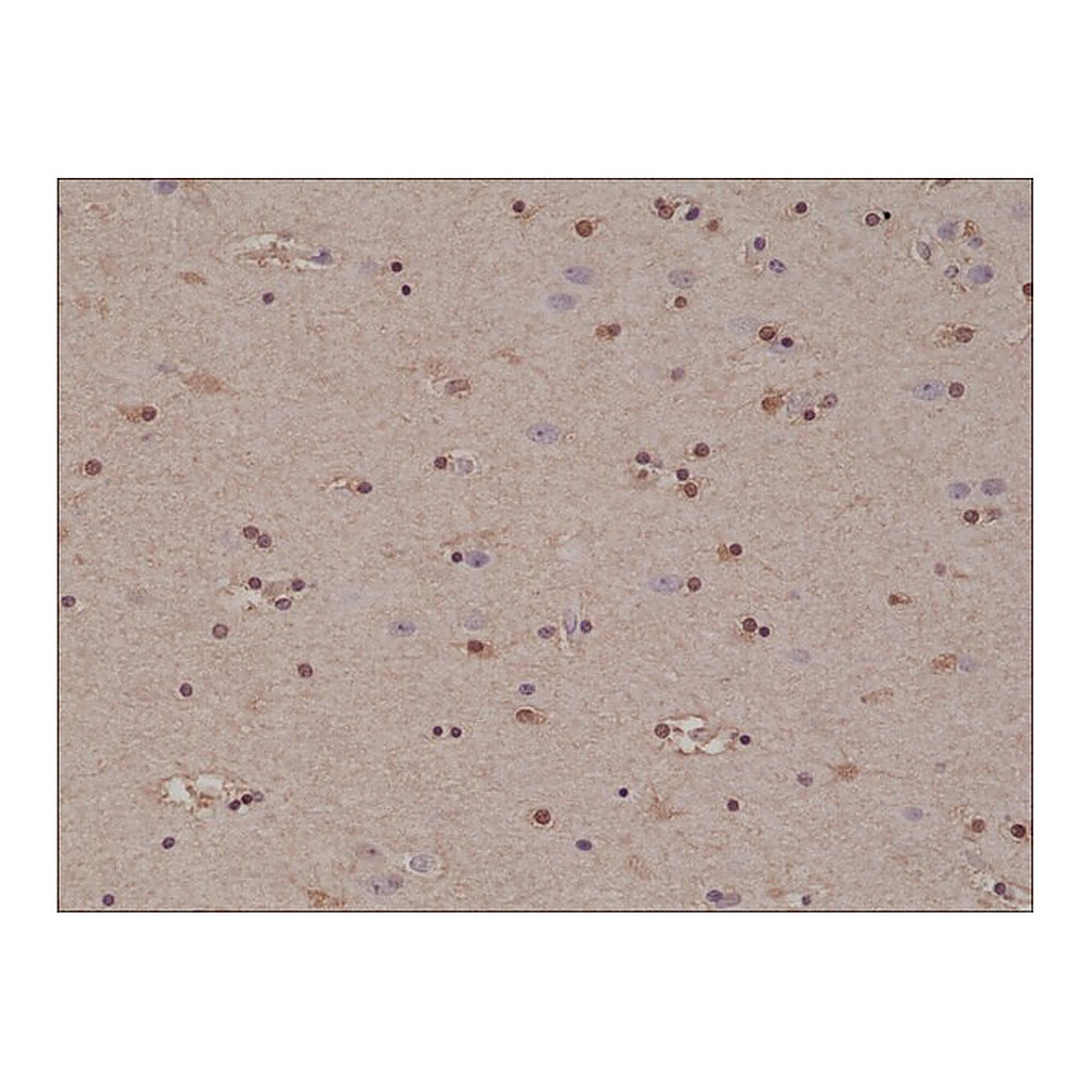 Merck Anti-S100-beta antibody, Rabbit Monoclonal