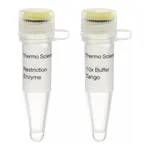 Thermo Fisher Scientific NheI (10 U/μL), 500 units