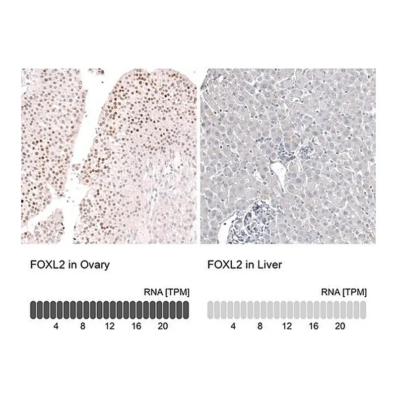 Merck Anti-FOXL2 antibody produced in mouse