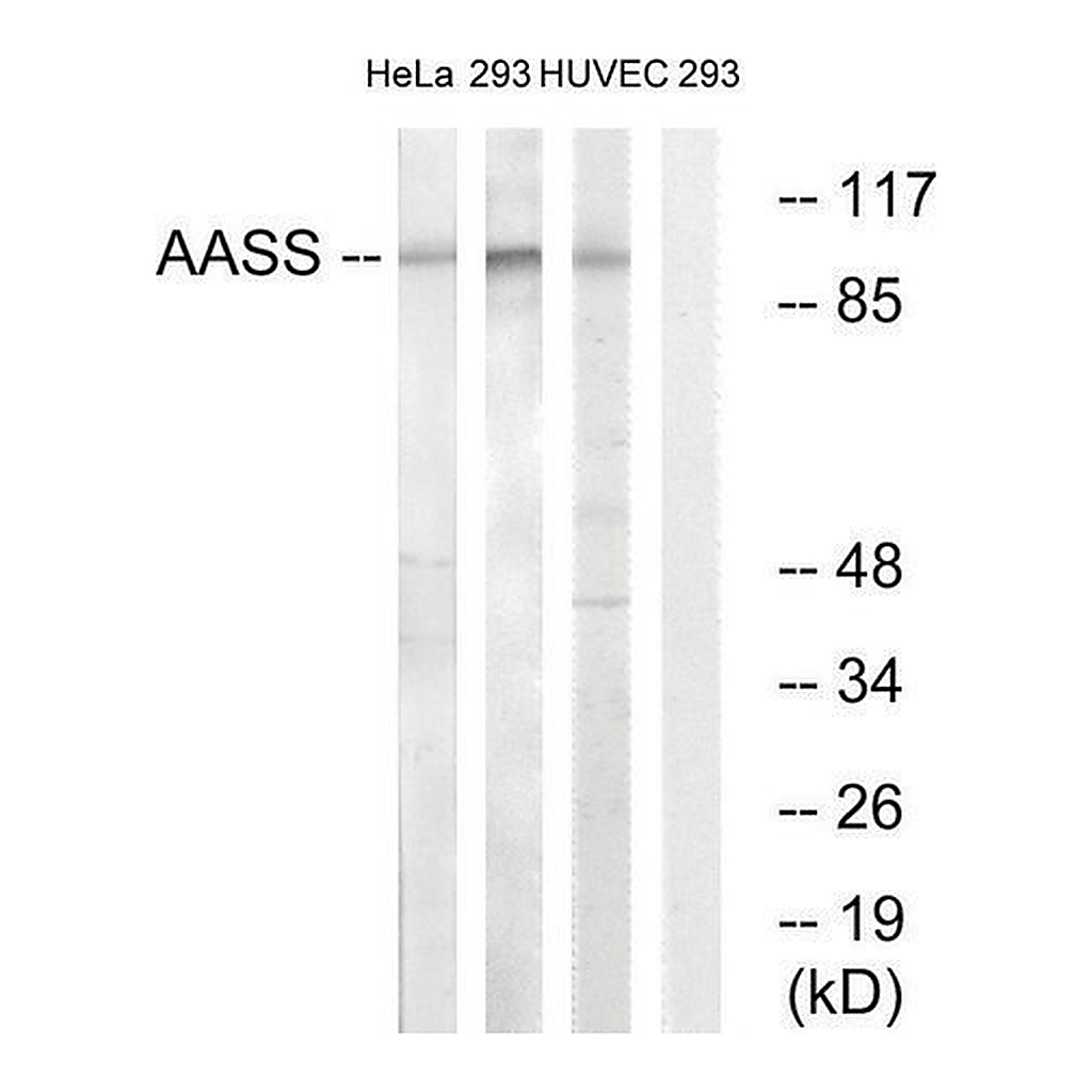 Merck Anti-AASS antibody produced in rabbit