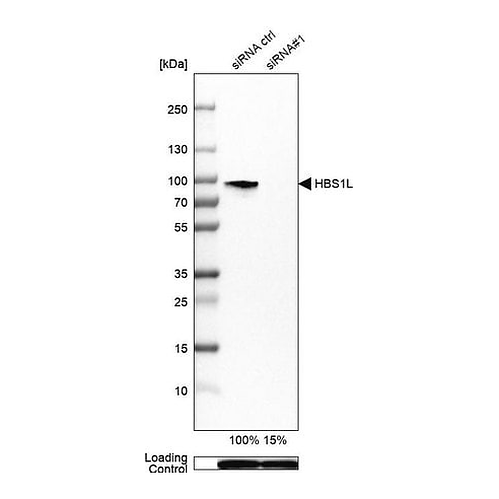 Merck Anti-HBS1L antibody produced in rabbit