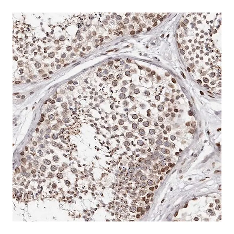 Merck Anti-NUP153 antibody produced in rabbit