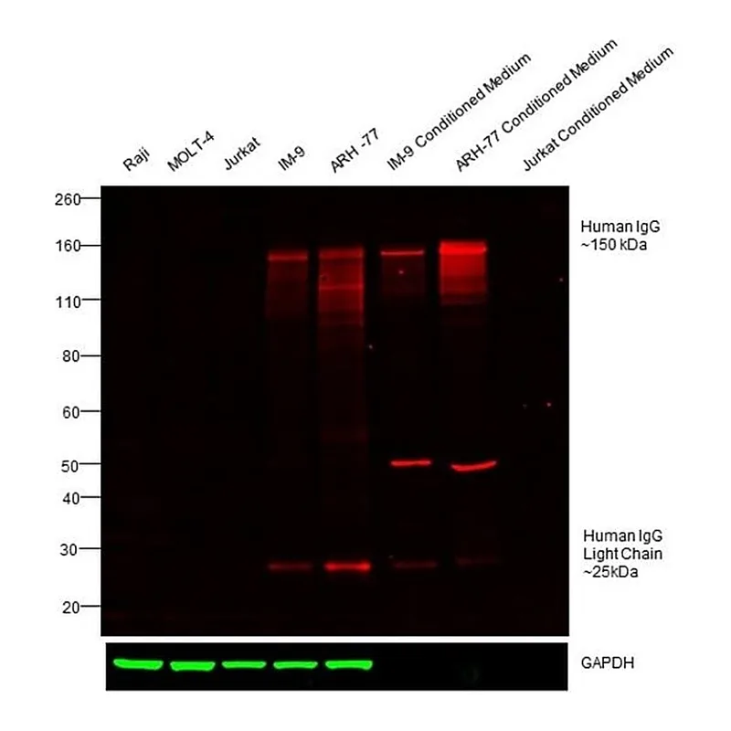 Thermo Fisher Scientific Donkey anti-Human IgG (H+L) Cross-Adsorbed Secondary Antibody, DyLight 680