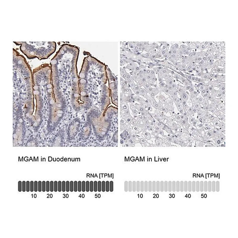 Merck Anti-MGAM antibody produced in rabbit