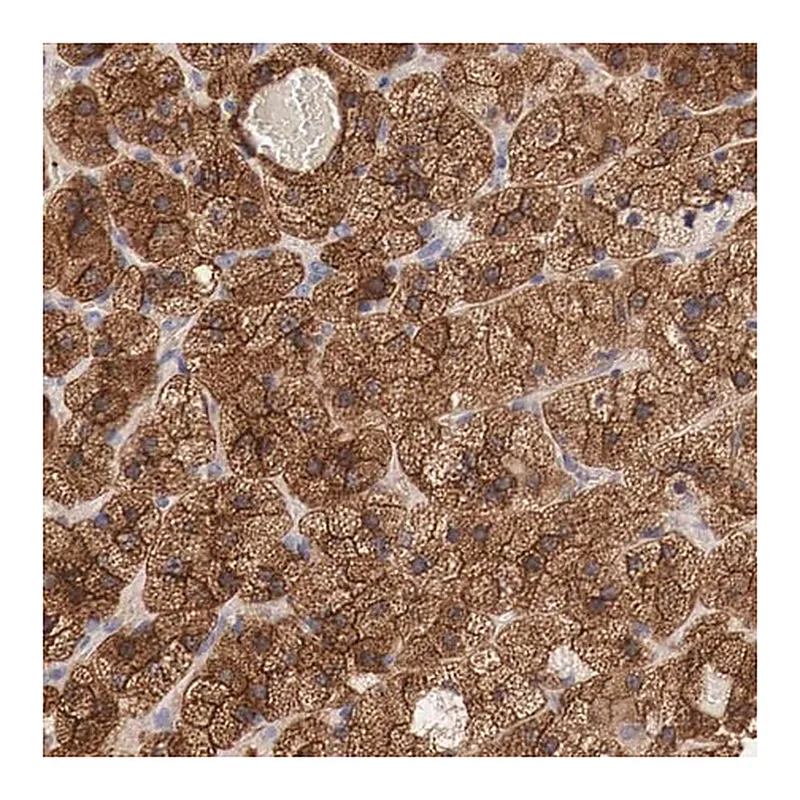 Merck Anti-RDX antibody produced in rabbit