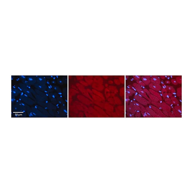 Merck Anti-MLXIP antibody produced in rabbit