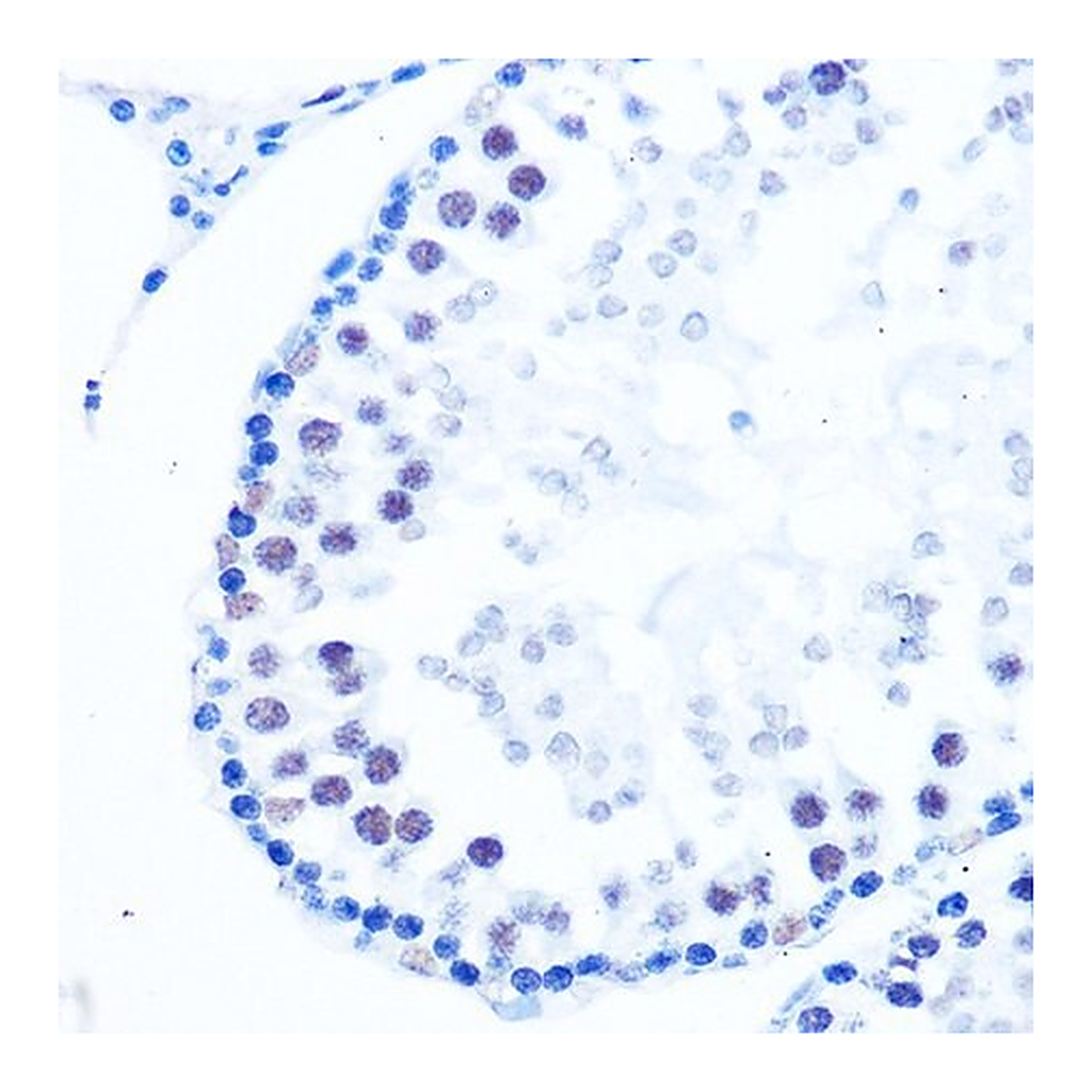 Merck Anti-DNA Polymerase beta antibody produced in rabbit