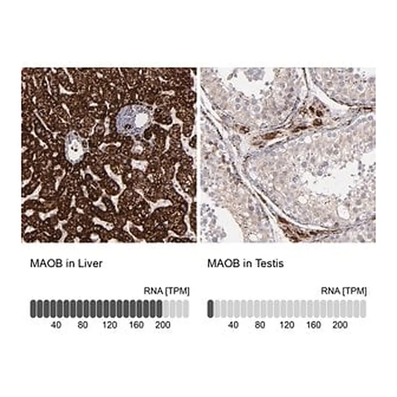 Merck ANTI-MAOB