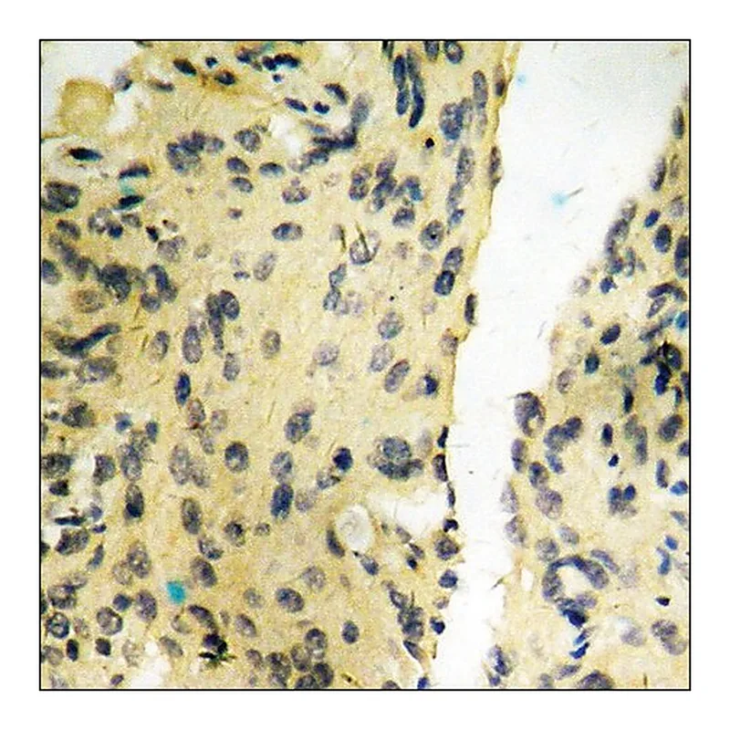 Merck Anti-phospho-Tyrosine Hydroxylase (pSer40) antibody produced in rabbit