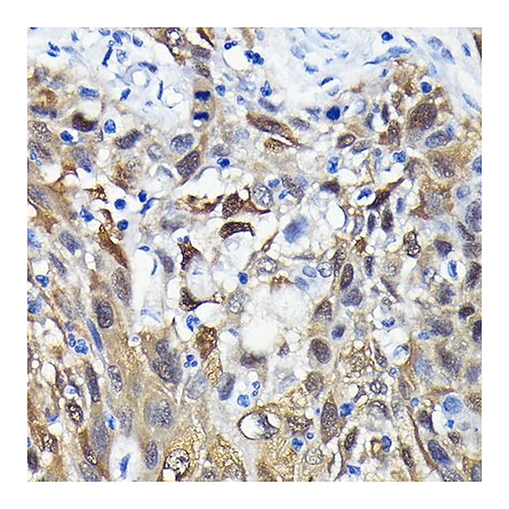 Merck Anti-eIF4EBP1 antibody produced in rabbit