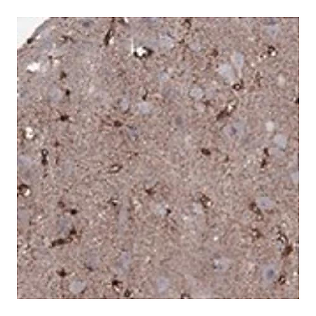 Merck Anti-SNTA1 antibody produced in rabbit