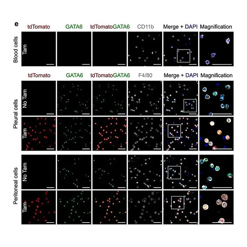 Thermo Fisher Scientific Donkey anti-Rat IgG (H+L) Highly Cross-Adsorbed Secondary Antibody, Alexa Fluor 488