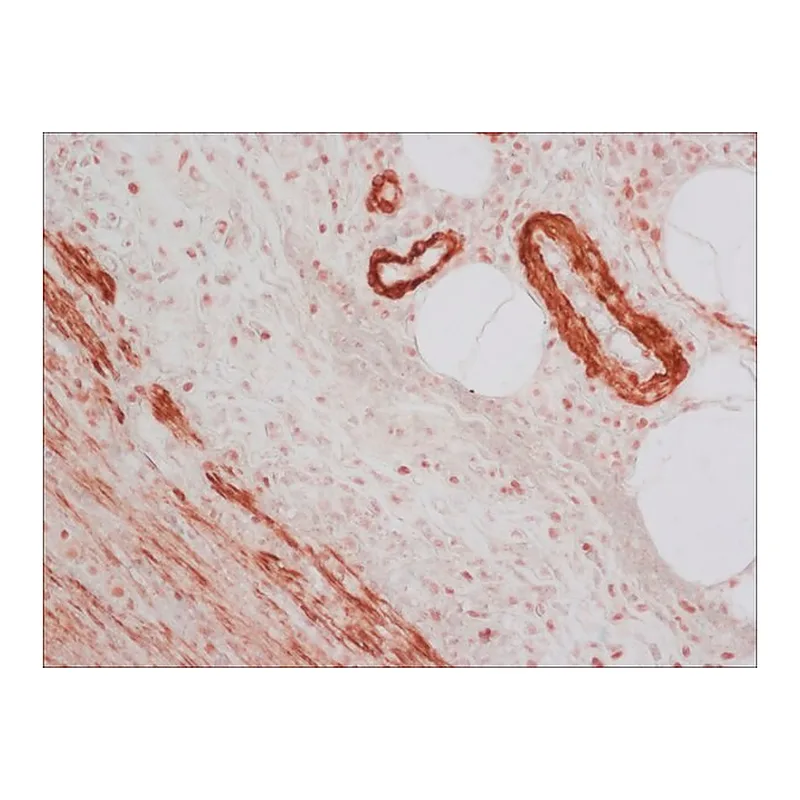 Merck Anti-Mouse IgG (Fab specific)-Biotin antibody produced in goat