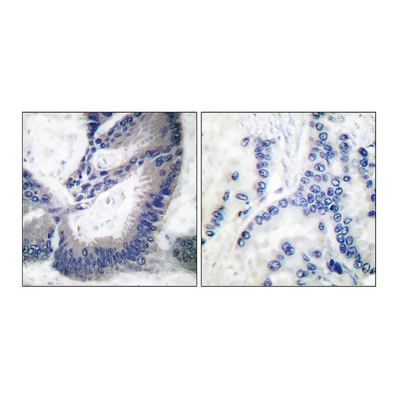 Merck Anti-INOS antibody produced in rabbit