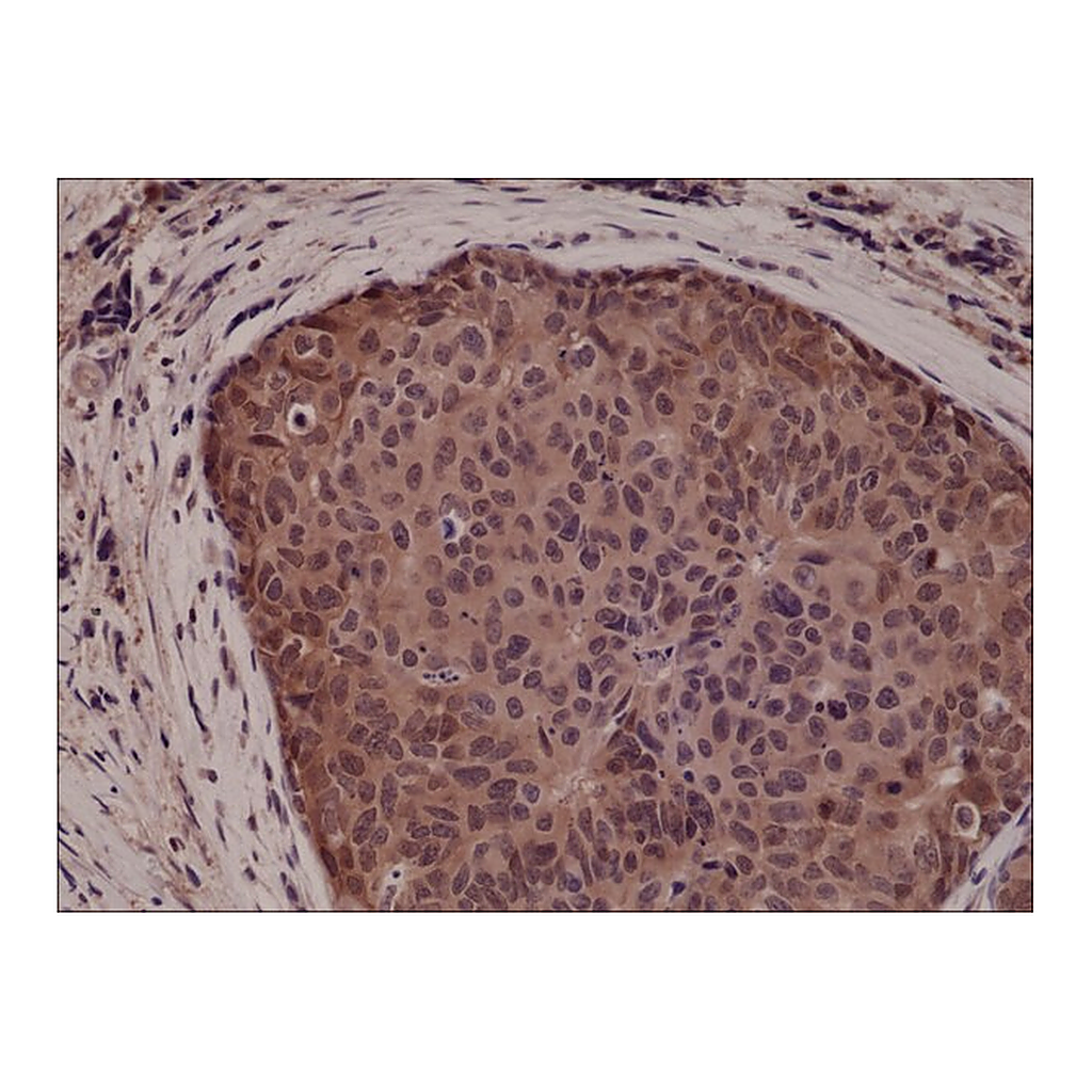 Merck Anti-p38 MAPK antibody, Rabbit monoclonal