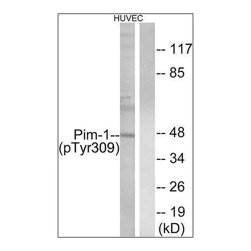 Merck Anti-phospho-Pim-1 (pTyr309) antibody produced in rabbit