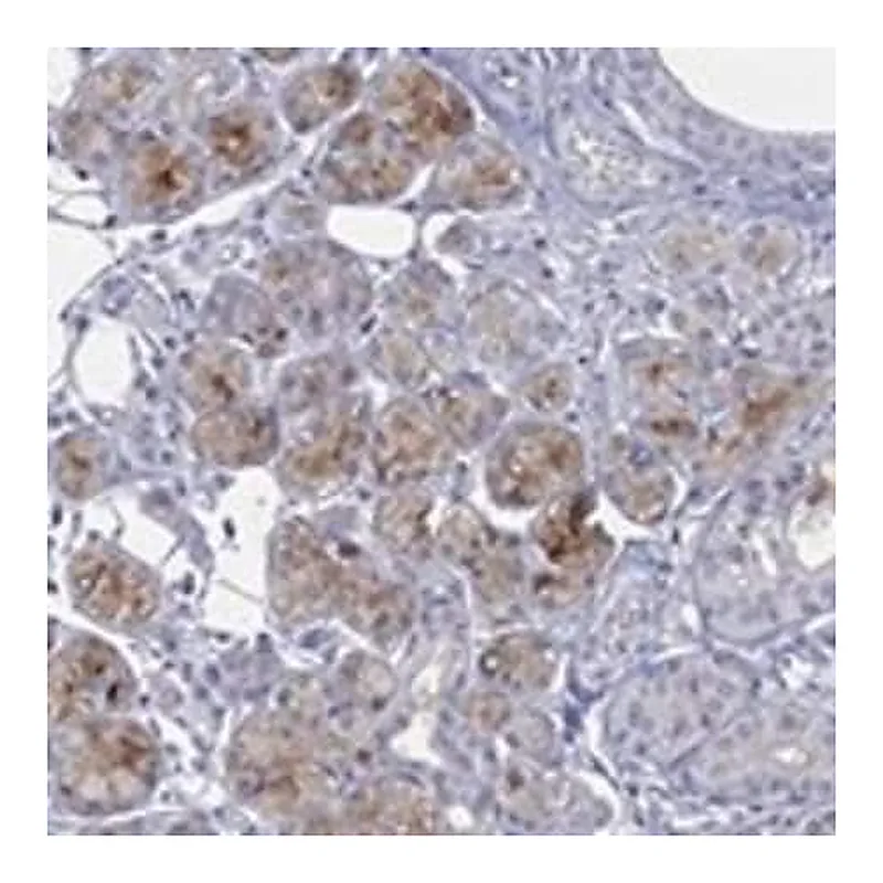 Merck Anti-C5ORF46 antibody produced in rabbit