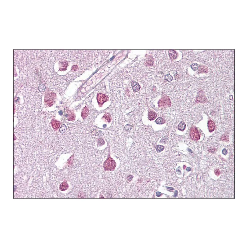Merck Anti-ETV1 antibody produced in rabbit