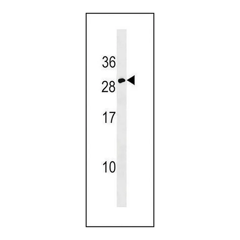 Merck ANTI-ERYTHROPOIETIN(C-TERMINAL) antibody produced in rabbit