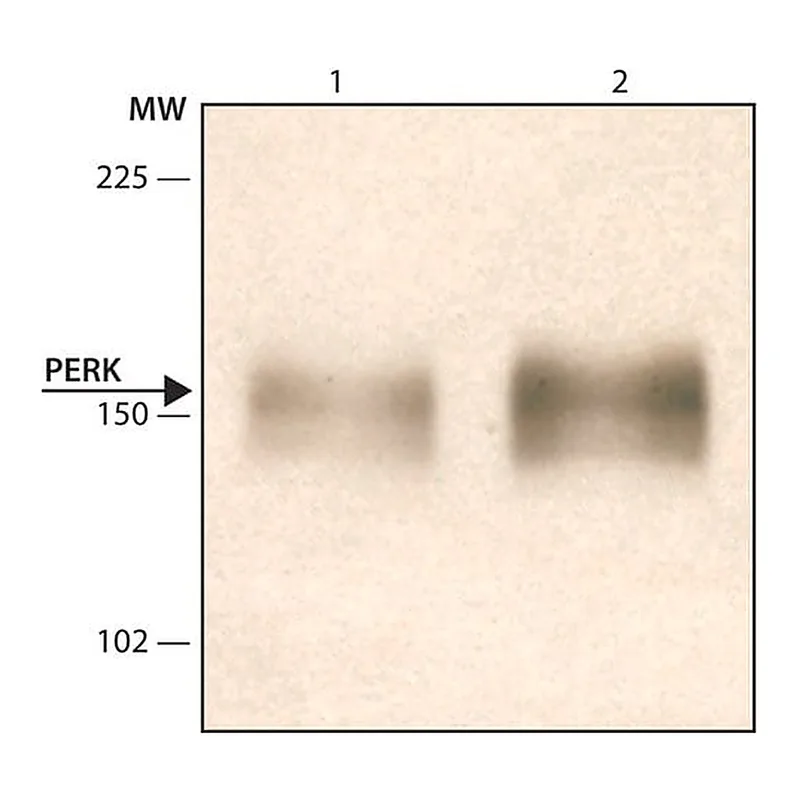 Merck Anti-PERK (N-terminal) antibody produced in rabbit