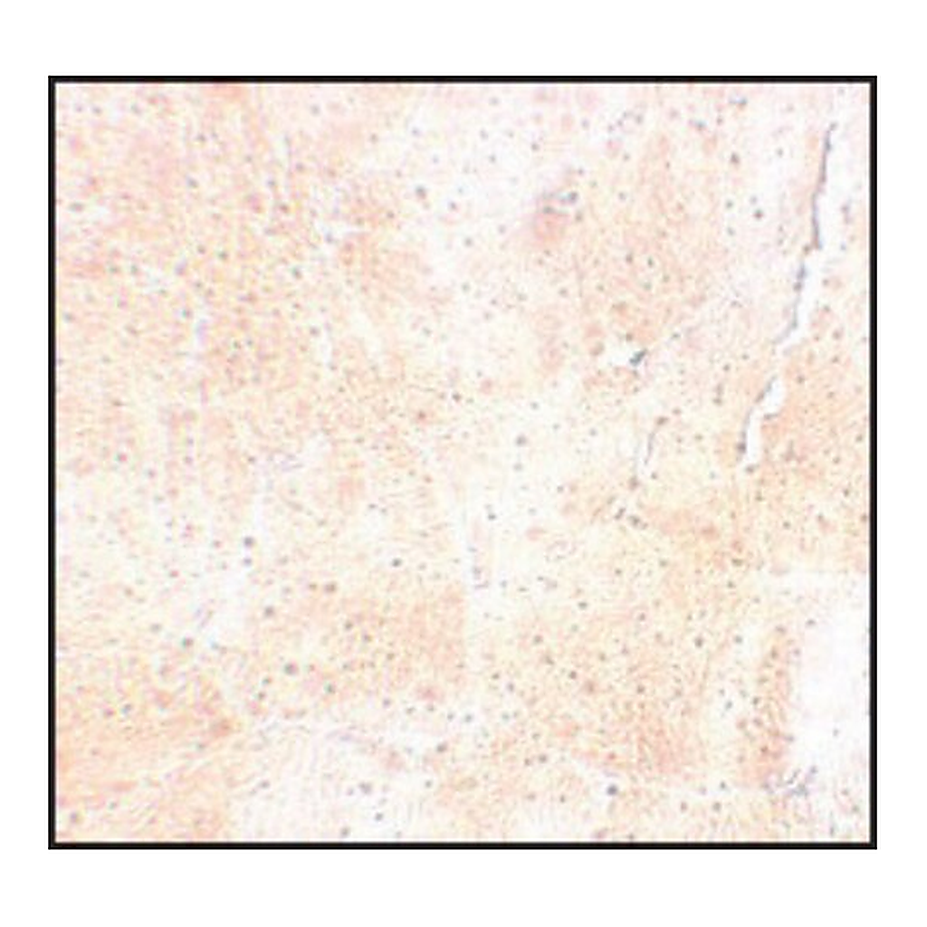 Merck Anti-SYNPO2 antibody produced in rabbit