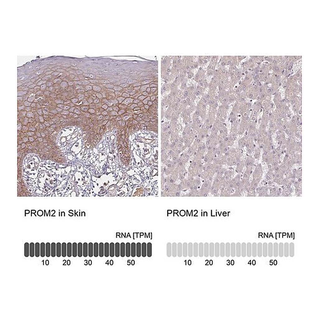 Merck Anti-PROM2 antibody produced in rabbit