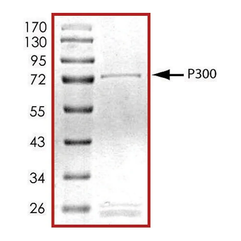 Merck P300 (1283-1673), GST tagged human