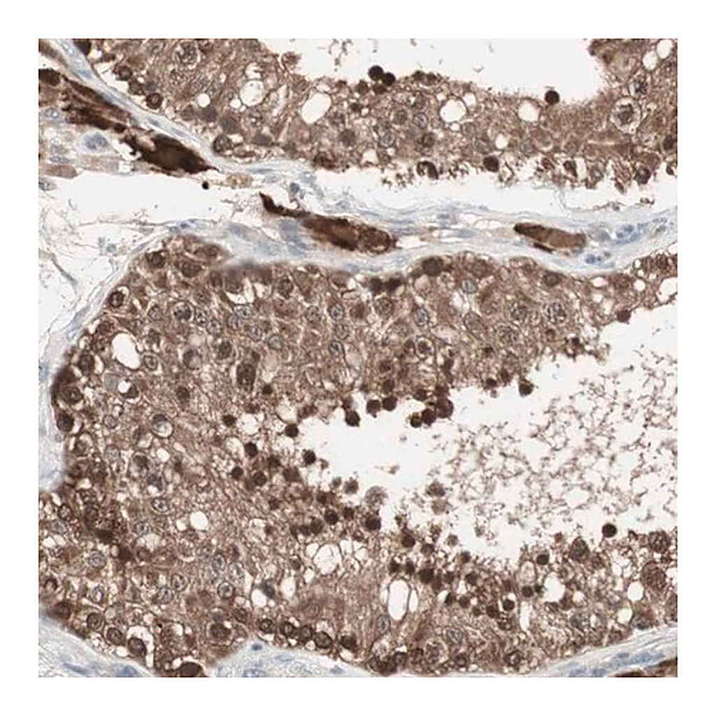 Merck Anti-PTPA antibody produced in rabbit