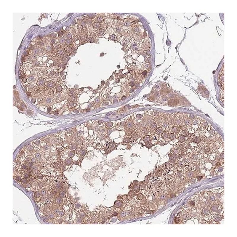 Merck Anti-COPE antibody produced in rabbit