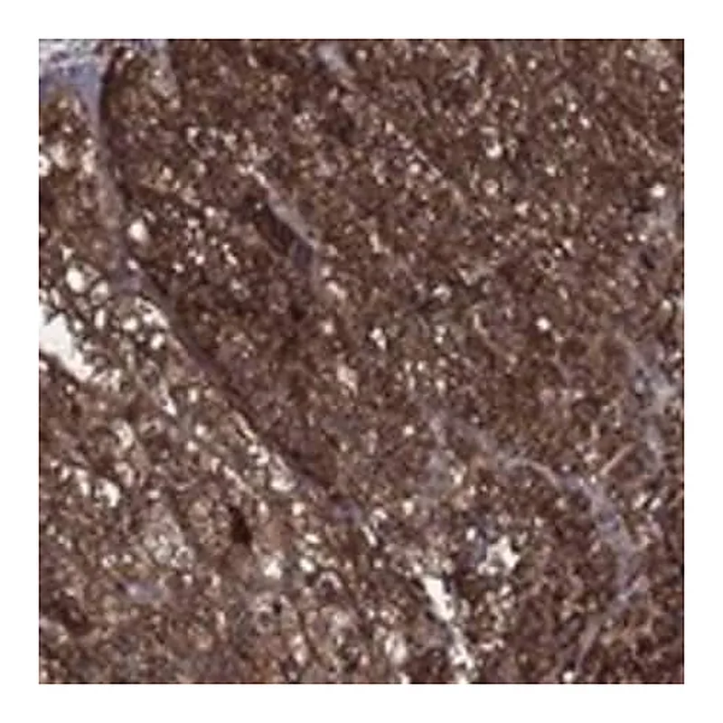 Merck Anti-BABAM2 antibody produced in rabbit