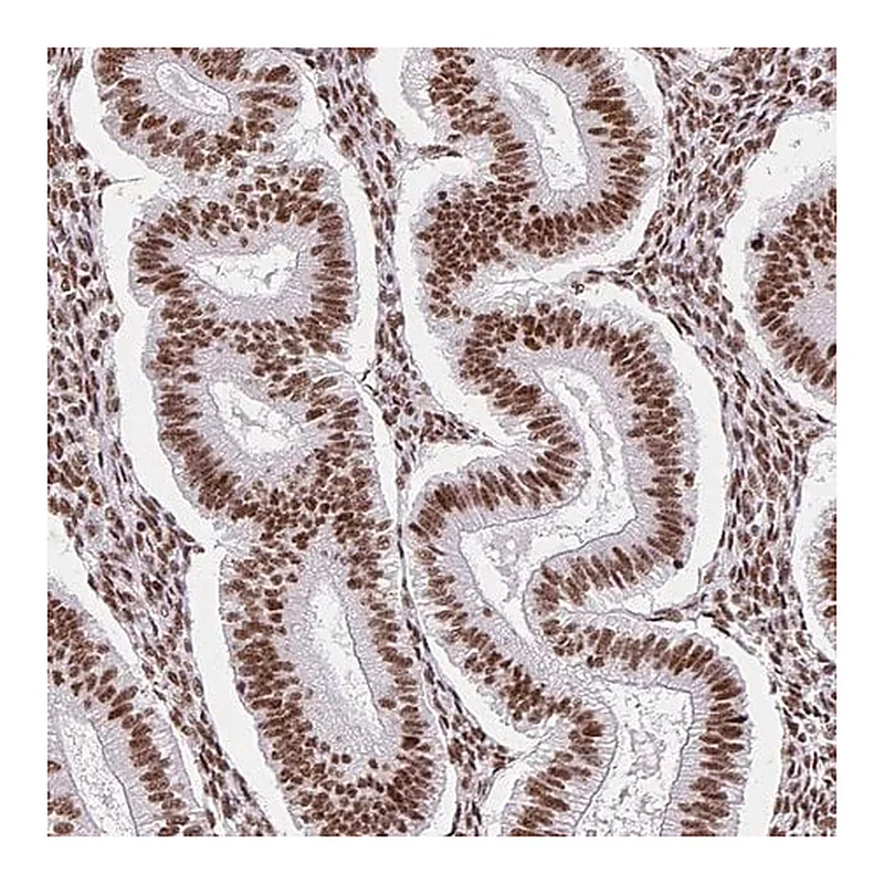 Merck Anti-SRSF10 antibody produced in rabbit