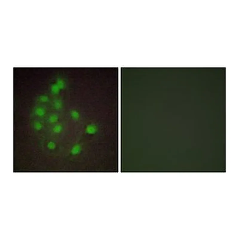Merck ANTI-HAND1 ANTIBODY PRODUCED IN RABBIT