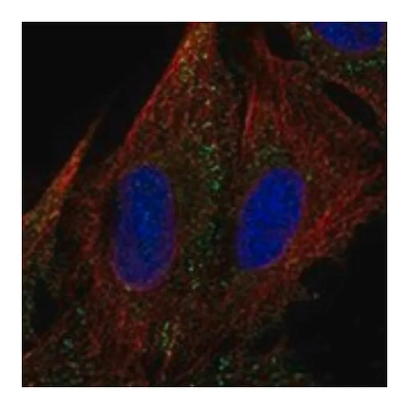Merck Anti-MYOM3 antibody produced in rabbit