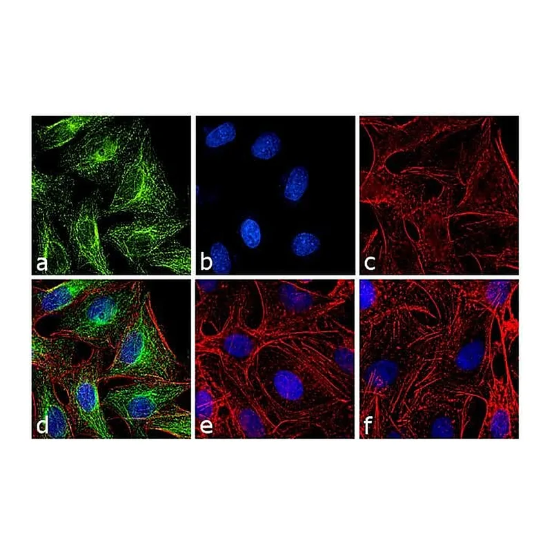 Thermo Fisher Scientific F(ab`)2-Goat anti-Rat IgG (H+L) Highly Cross-Adsorbed Secondary Antibody, TRITC