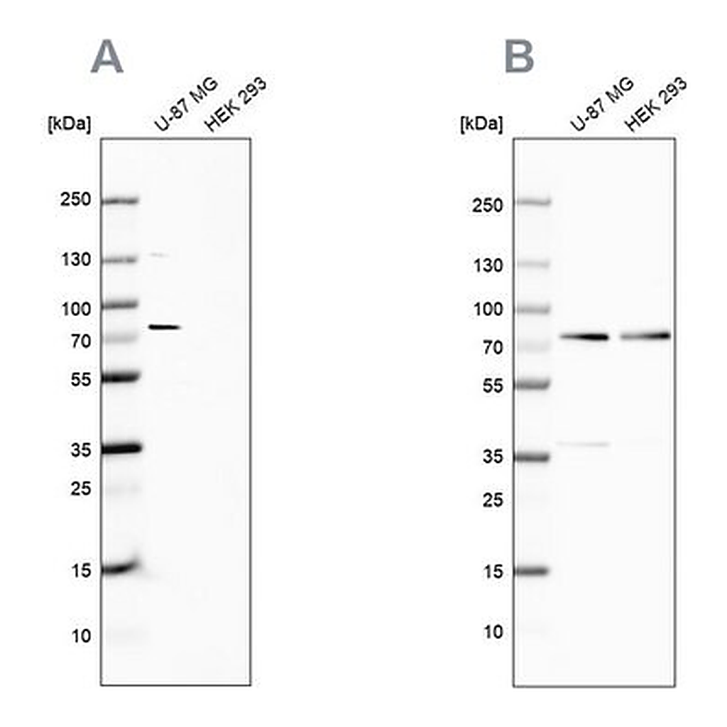 Merck Anti-OPTN antibody produced in rabbit