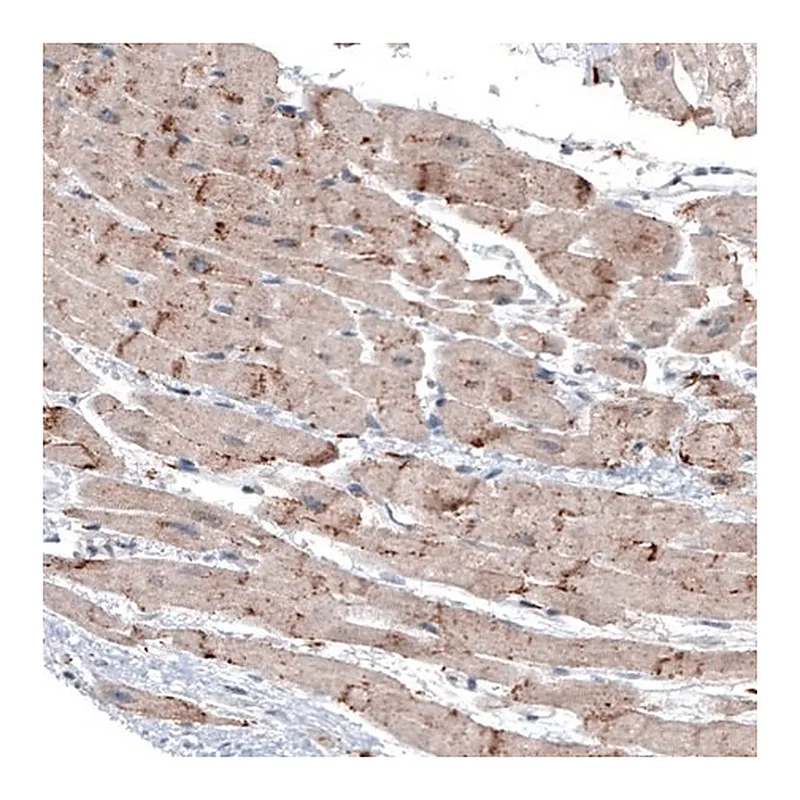 Merck Monoclonal Anti-LAPTM4B antibody produced in mouse
