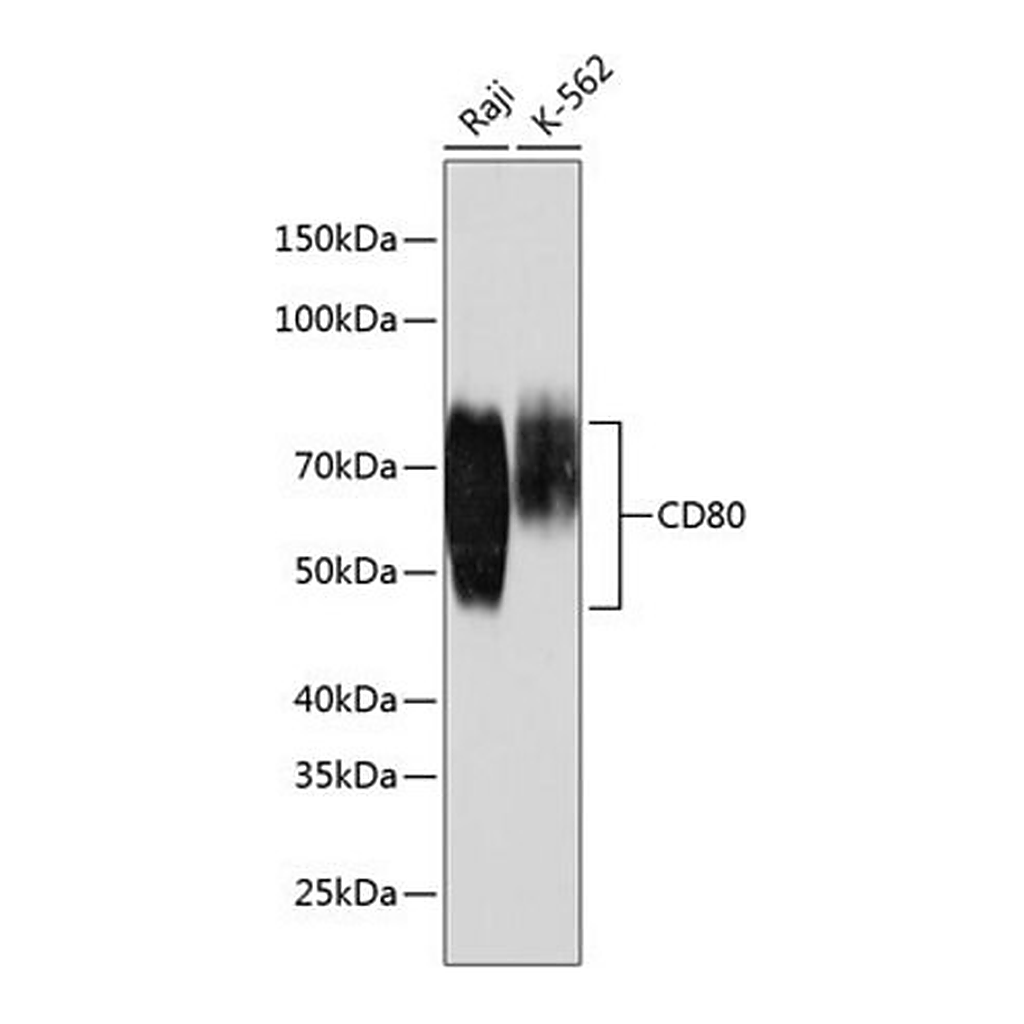 Merck Anti-CD80 antibody produced in rabbit